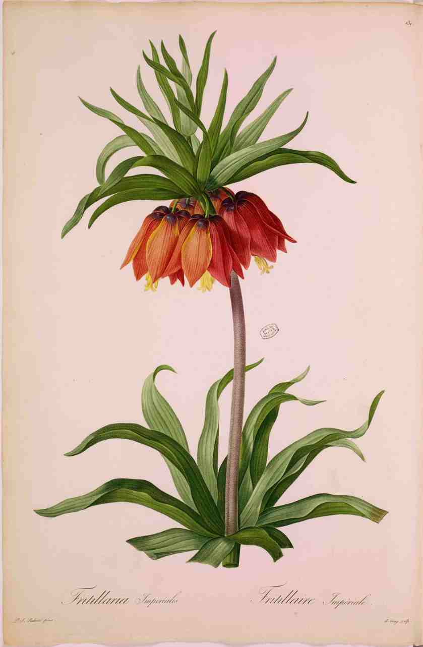 1. PJ RedoutÇ (1759-1840) Fritillaire impÇriale-1807-Paris MNHN ∏ MNHN_Dist. RMN