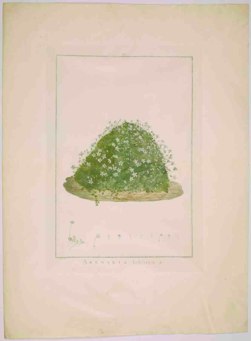 6. Pierre-Joseph RedoutÇ (1759-1840) Stirpes novae Arenaria balearica-pl 15-1748-Paris MusÇe national%