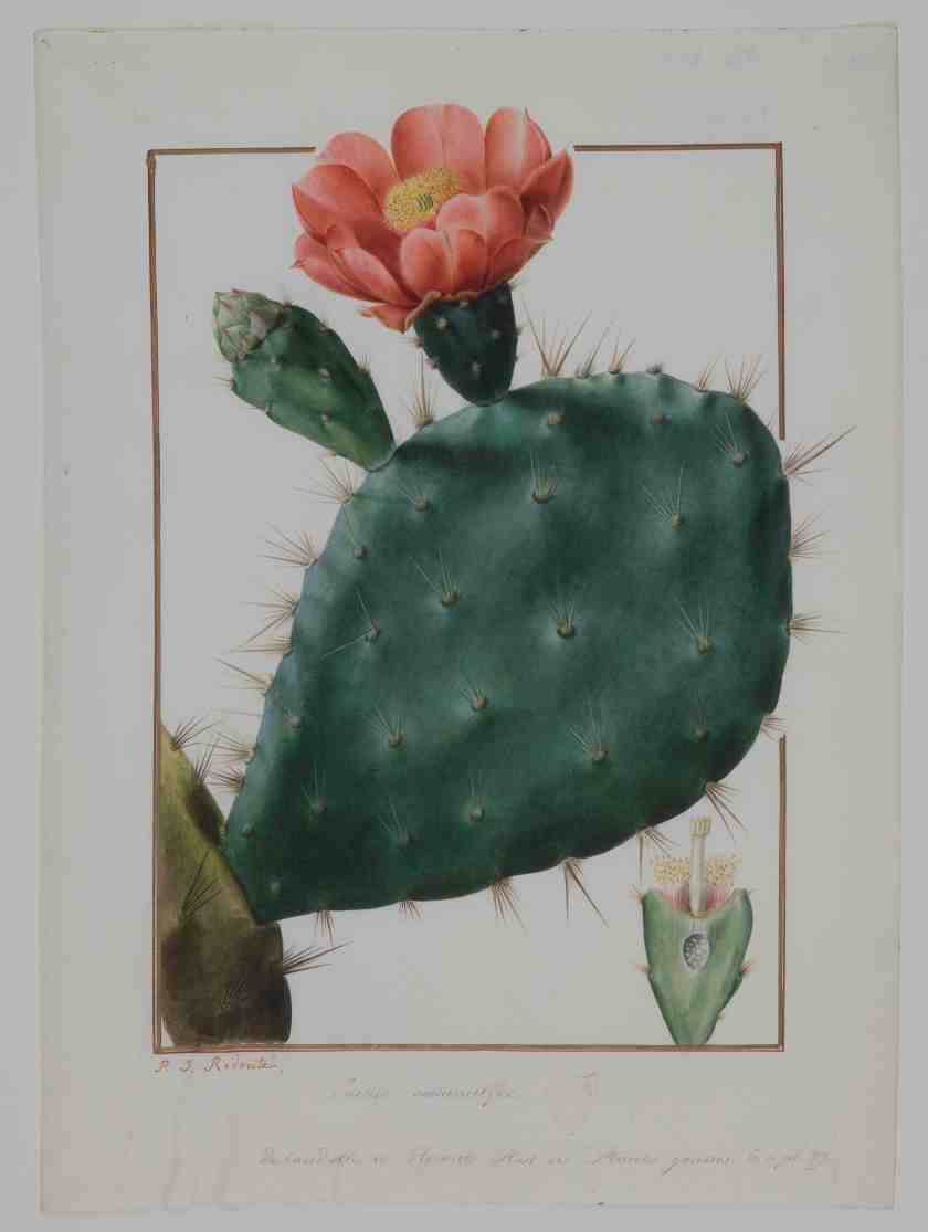8. Augustin Pyrame de Candolle (1778-1841) Cactus cochellinifer-pl39-1837-Paris-museum national dhistoi